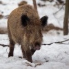 Prase divoke - Sus scrofa - Eurasian Wild Boar 9889